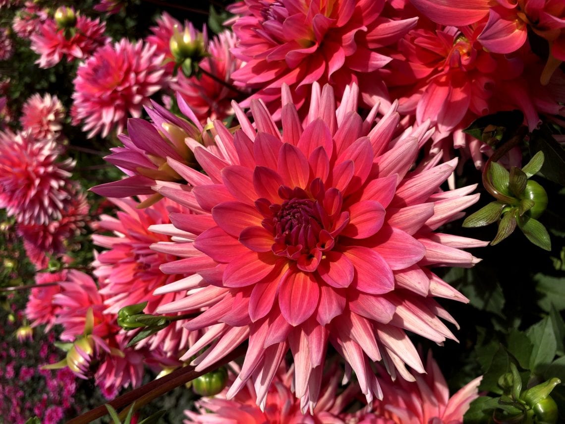 Swan Island Dahlia Flower seeds for Planting Cut Flower Favorite Heirloom & GMO Free Seeds for Home Garden
 
 Sale