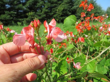 Bean Hestia Flower seeds for Planting Cottage Garden Essential Heirloom & GMO Free Seeds for Home Garden