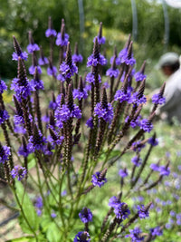 Blue Vervain Flower seeds for Planting Bright Blooms Heirloom & GMO Free Seeds for Home Garden 
 
 Sale