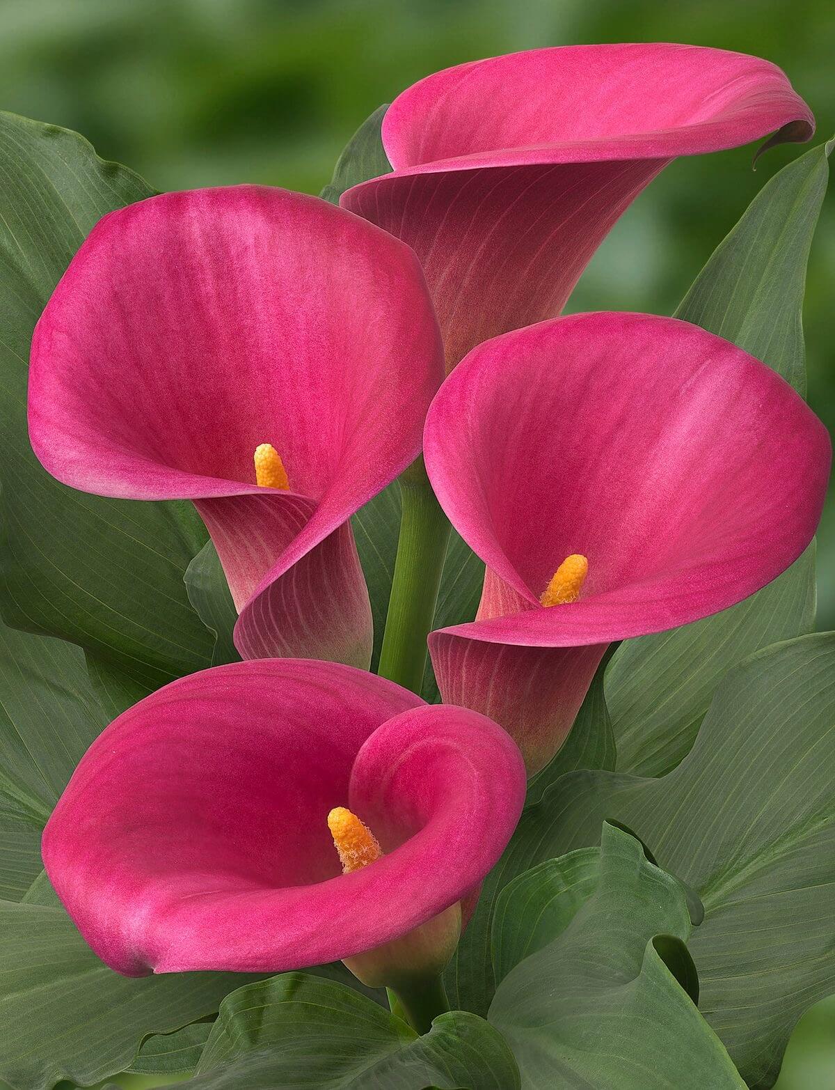 Dark Pink Calla Flower Seeds for Planting Premium Quality Heirloom & GMO Free Seeds for Home Garden
 
 Sale