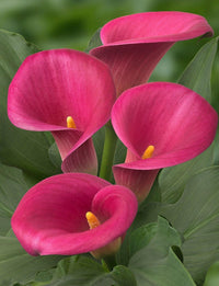 Dark Pink Calla Flower Seeds for Planting Premium Quality Heirloom & GMO Free Seeds for Home Garden
 
 Sale