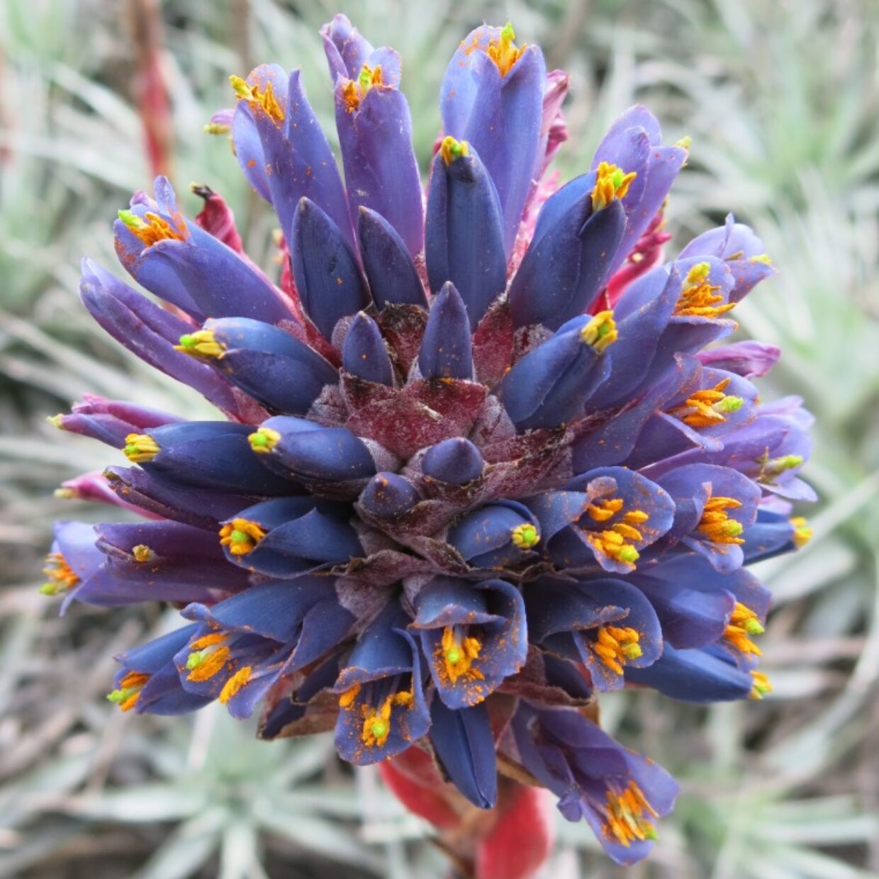 Purple Puya Venusta Flower seeds for Planting - Shade Tolerant, Heirloom & GMO Free Seeds for Home Garden