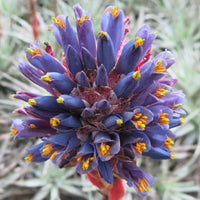 Purple Puya Venusta Flower seeds for Planting - Shade Tolerant, Heirloom & GMO Free Seeds for Home Garden