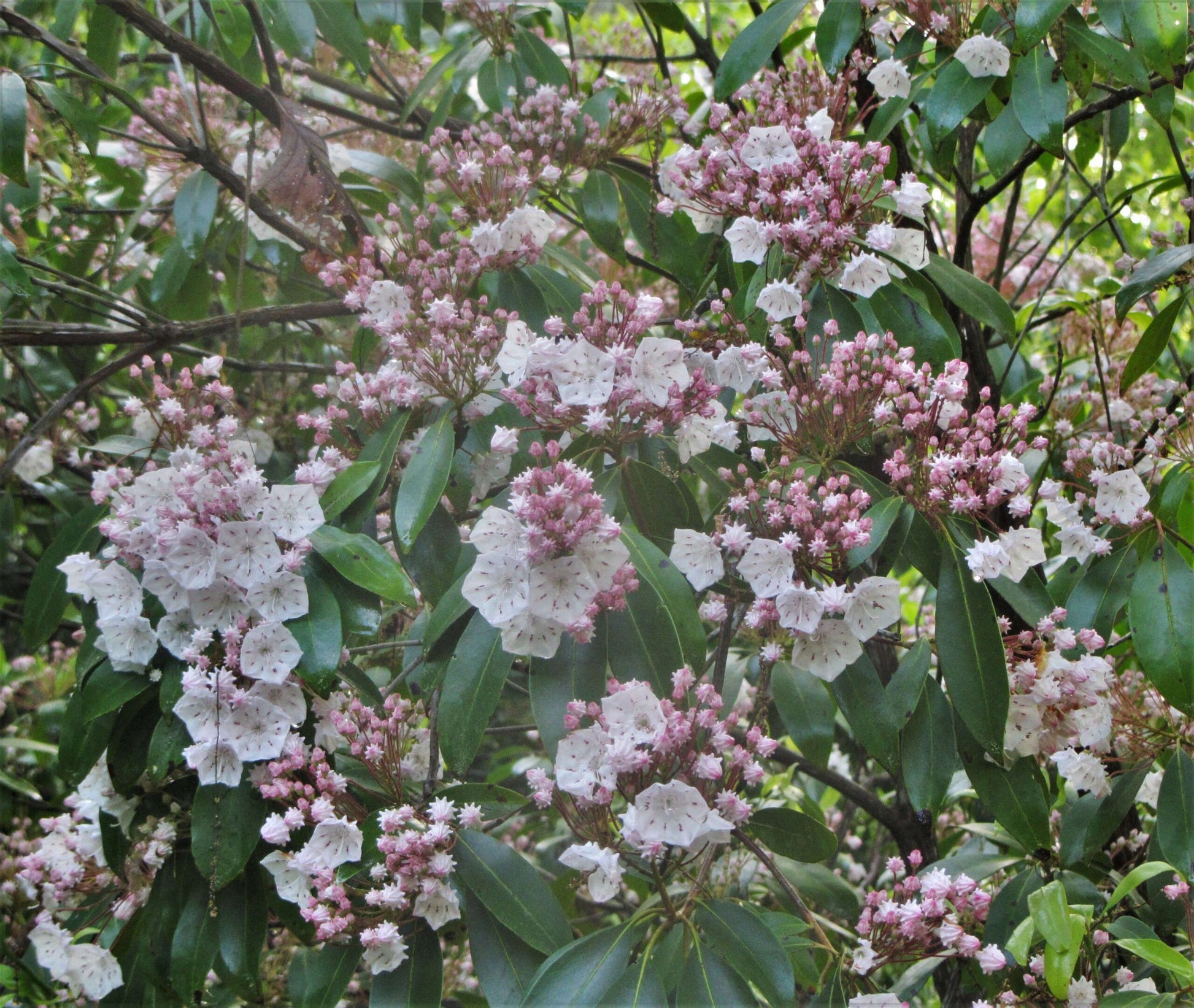 Laurel Bush Flower seeds for Planting Long Bloom Season Heirloom & GMO Free Seeds for Home Garden 
 
 Sale