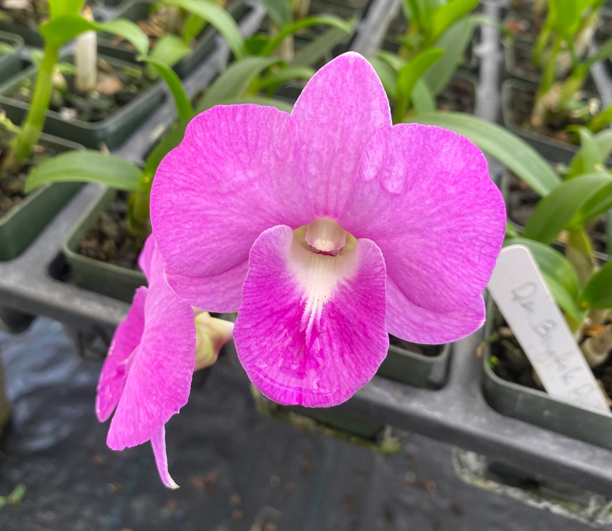 Pink Dendrobium Flower seeds for Planting Premium Quality Heirloom & GMO Free Seeds for Home Garden 
 
 Sale
