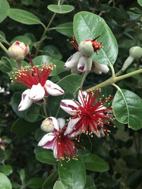Feijoa Sellowiana Flower seeds for Planting - Easy to Grow, Heirloom & GMO Free Seeds for Home Garden