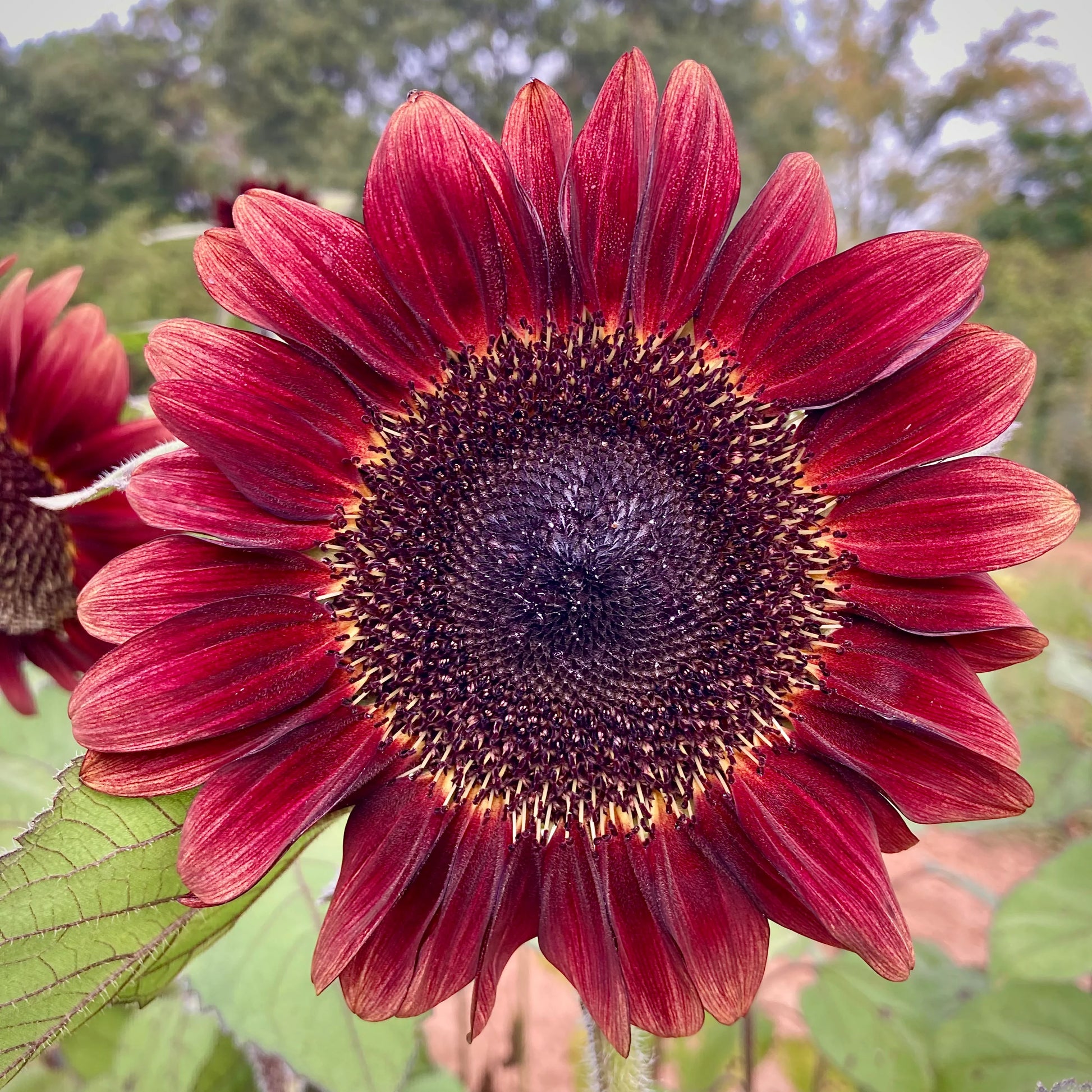 Red Mini Sunflower Seeds for Garden Planting