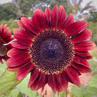 Red Mini Sunflower Seeds for Garden Planting