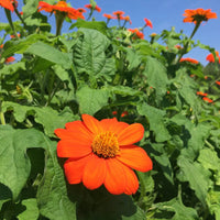 Mexican Flower seeds for Planting - Fragrant Blossoms, Heirloom & GMO Free Seeds for Home Garden