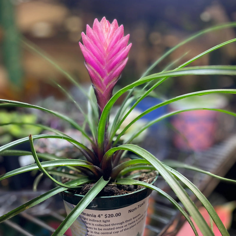 Bromeliad Tillandsia Flower seeds for Planting - Long Bloom Season, Heirloom & GMO Free Seeds for Home Garden