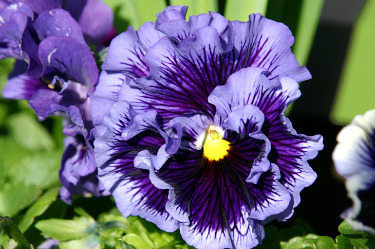 Violet Pansy Flower seeds for Planting - Easy to Grow, Heirloom & GMO Free Seeds for Home Garden