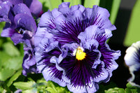 Violet Pansy Flower seeds for Planting - Easy to Grow, Heirloom & GMO Free Seeds for Home Garden