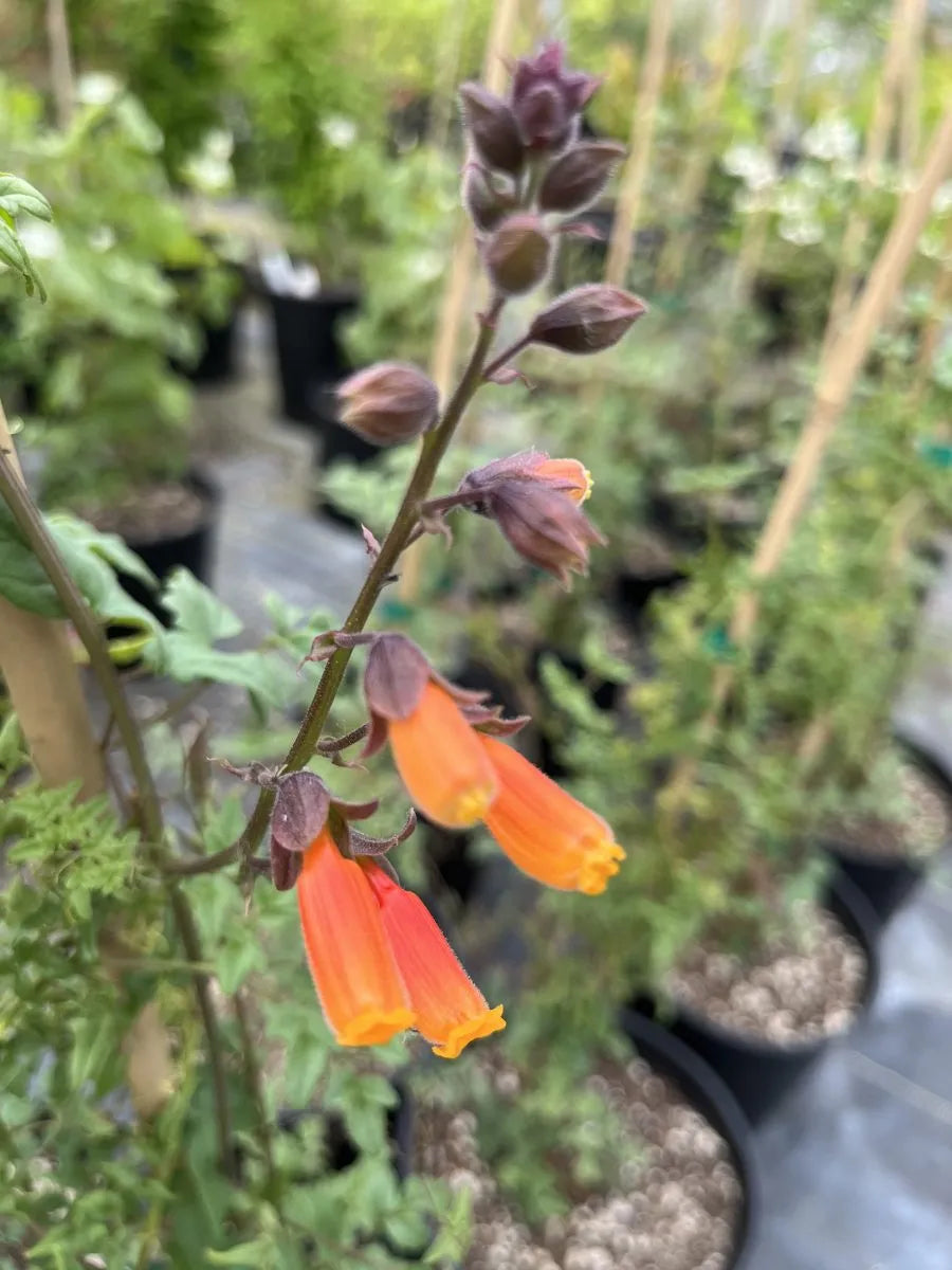Eccremocarpus Scaber Flower seeds for Planting Colorful Display Heirloom & GMO Free Seeds for Home Garden
