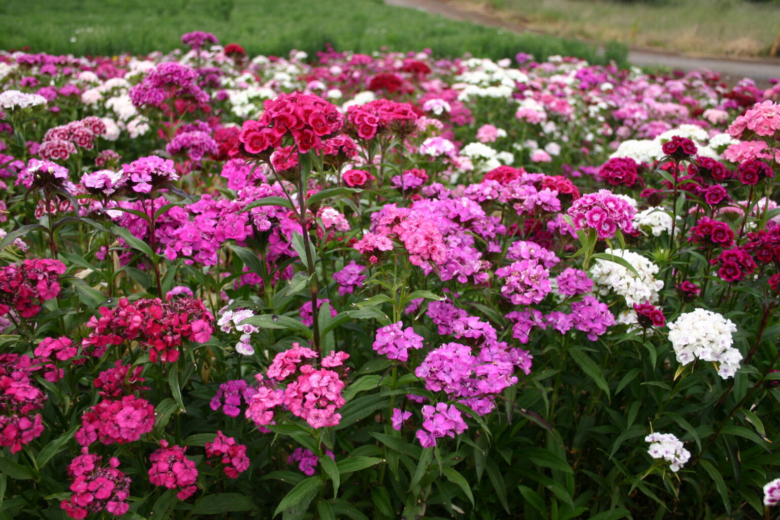 Mixed William Flower seeds for Planting Drought Tolerant Heirloom & GMO Free Seeds for Home Garden 
 
 Sale