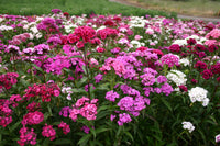 Mixed William Flower seeds for Planting Drought Tolerant Heirloom & GMO Free Seeds for Home Garden 
 
 Sale