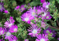 Purple Delosperma Stardust Flower seeds for Planting - Cut Flower Favorite, Heirloom & GMO Free Seeds for Home Garden