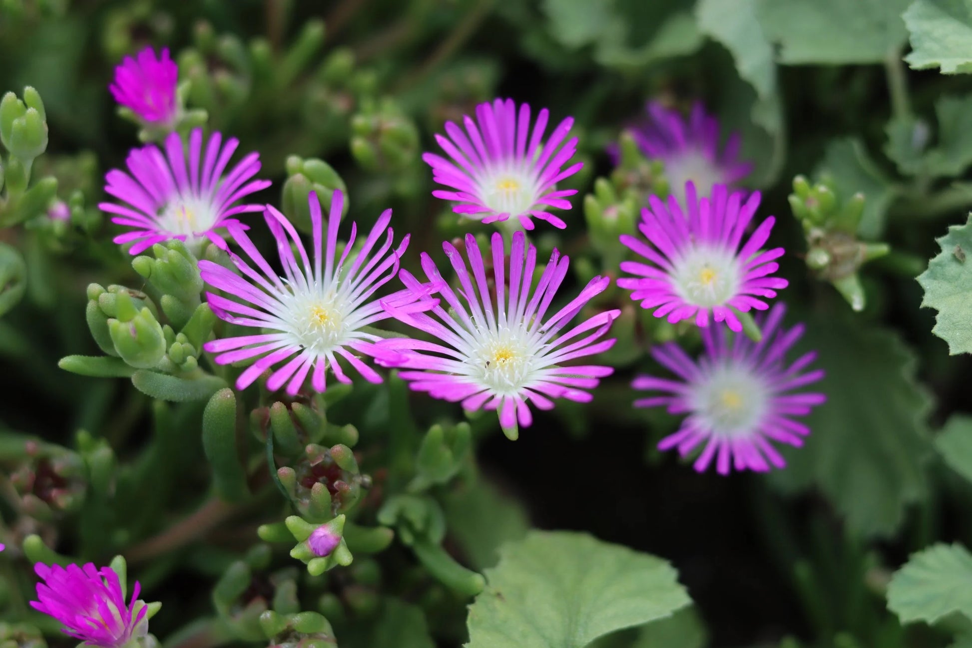 Lavender Delosperma Flower seeds for Planting - Low Maintenance, Heirloom & GMO Free Seeds for Home Garden