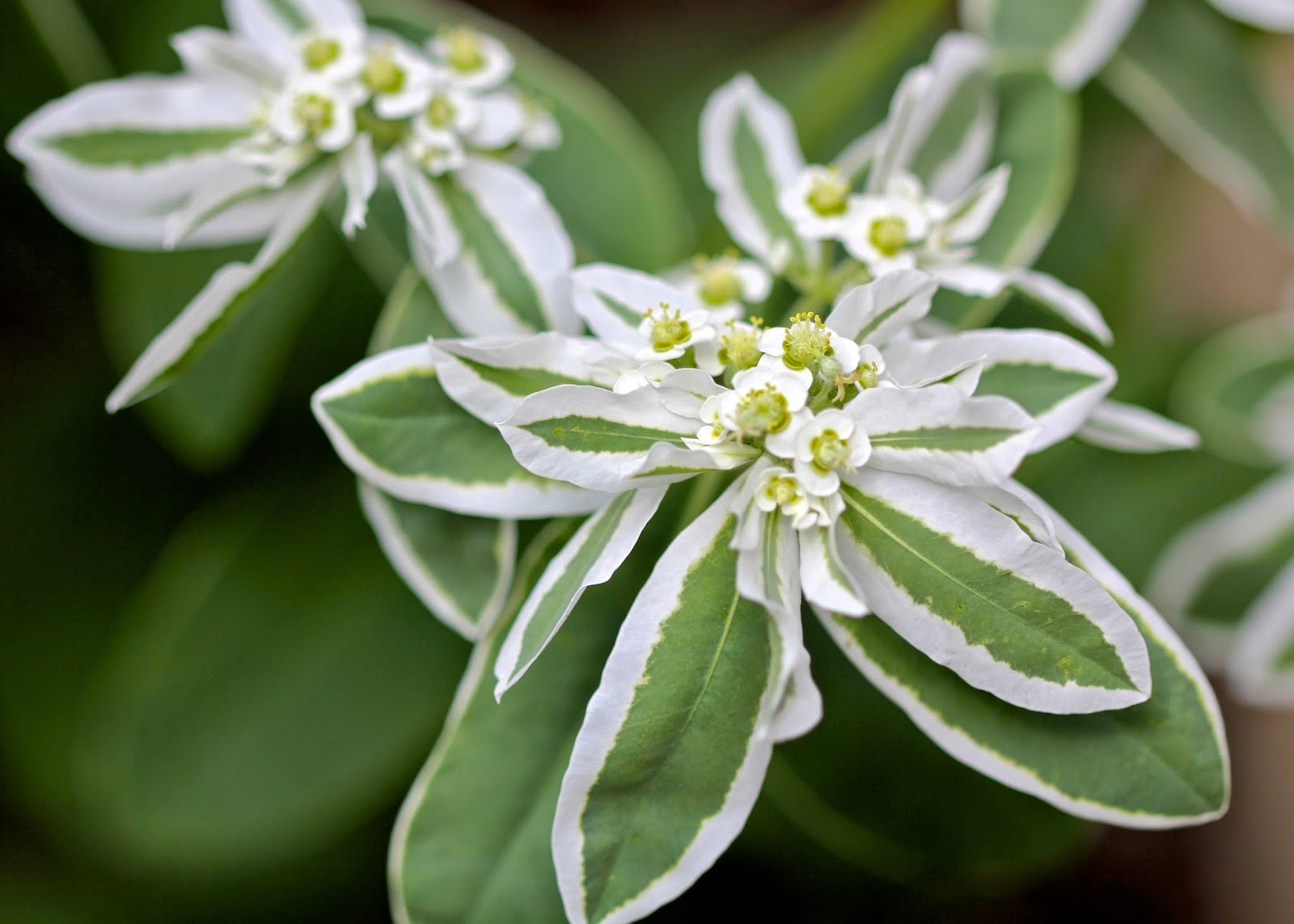 Green Snow On The Mountain Seeds - Beautiful Variegated Foliage for Planting