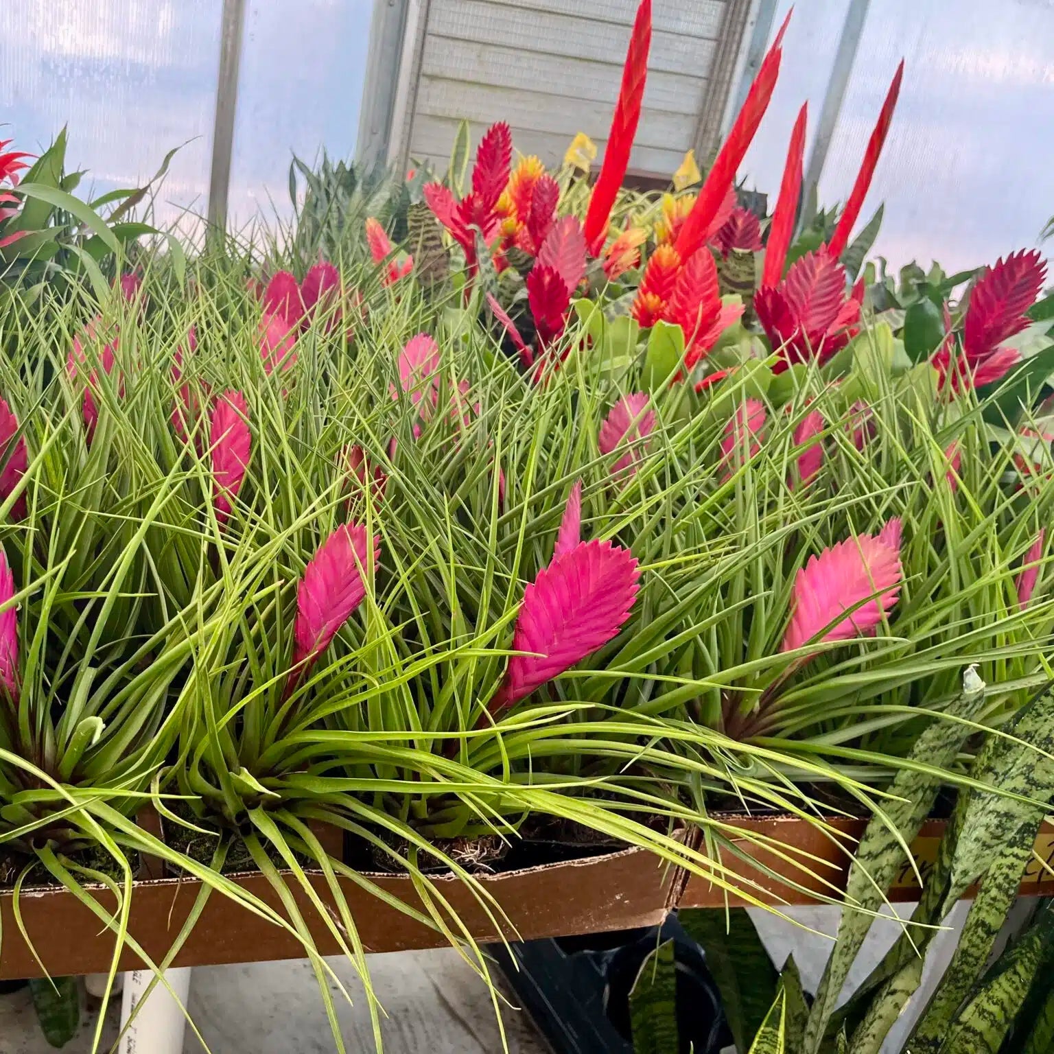 Bromeliad Tillandsia Flower seeds for Planting - Long Bloom Season, Heirloom & GMO Free Seeds for Home Garden