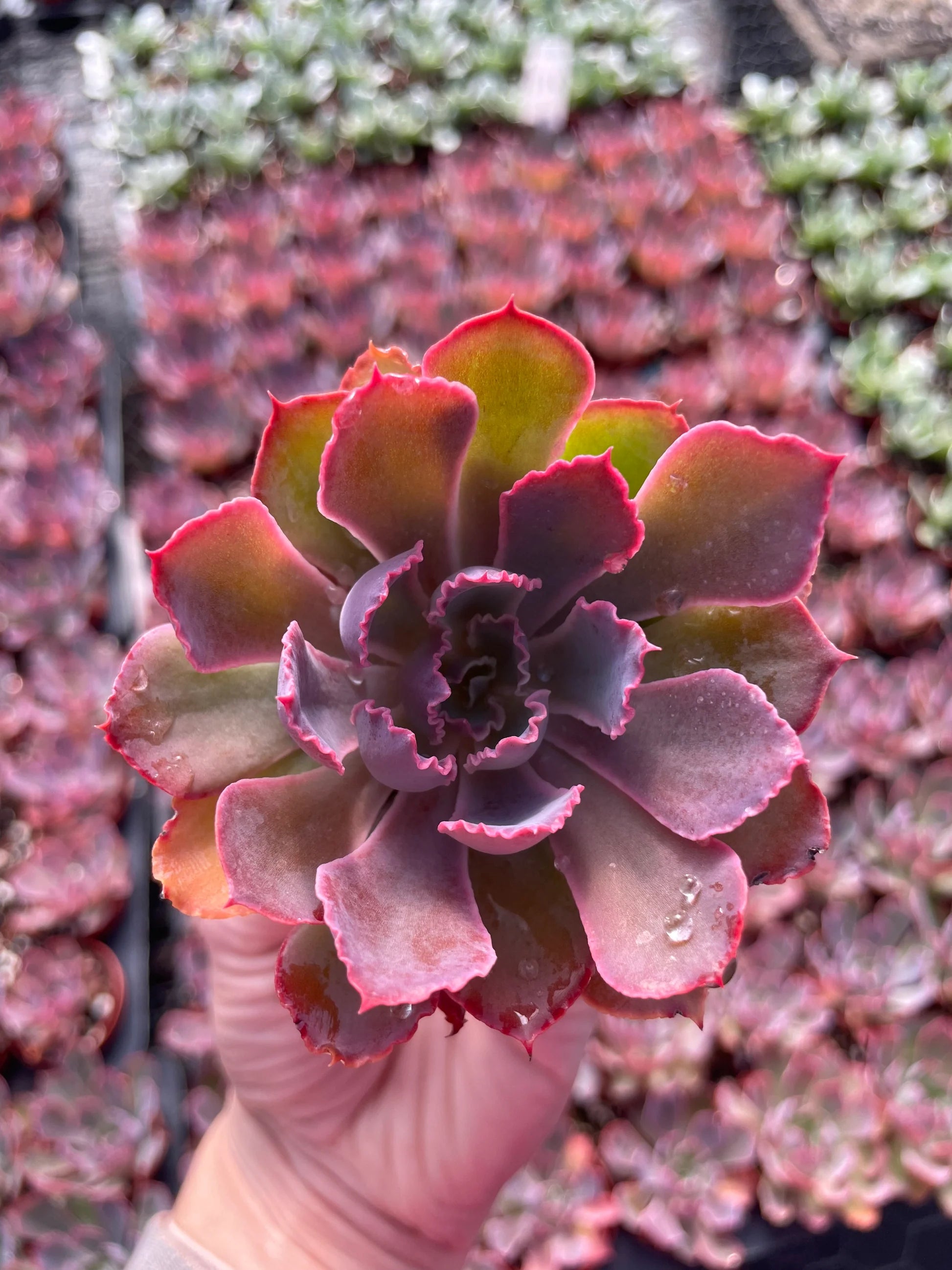 Red Purple Succulent Flower Seeds – Premium Quality Heirloom & NonGMO Seeds for Home Garden
 
 Sale