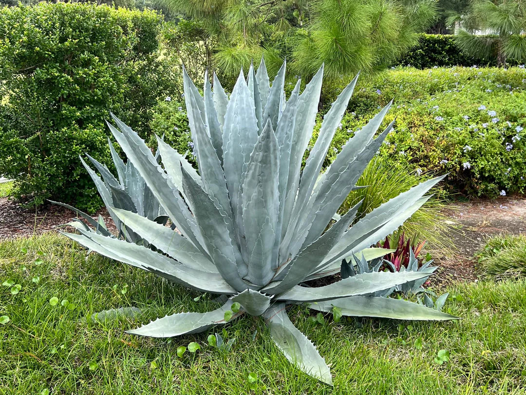 Mixed Agave Flower seeds for Planting - Seasonal Bloomer, Heirloom & GMO Free Seeds for Home Garden