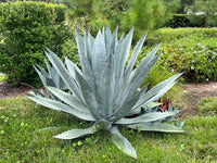 Mixed Agave Flower seeds for Planting - Seasonal Bloomer, Heirloom & GMO Free Seeds for Home Garden
