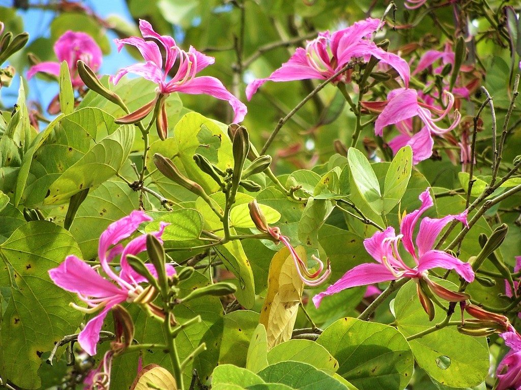 Pink Vietnam Milk Flower seeds for Planting Premium Quality Heirloom & GMO Free Seeds for Home Garden 
 
 Sale