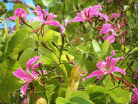 Pink Vietnam Milk Flower seeds for Planting Premium Quality Heirloom & GMO Free Seeds for Home Garden 
 
 Sale