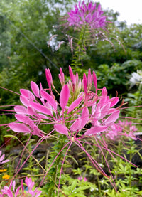 Pink Spiny Spider Flower seeds for Planting - Drought Tolerant, Heirloom & GMO Free Seeds for Home Garden