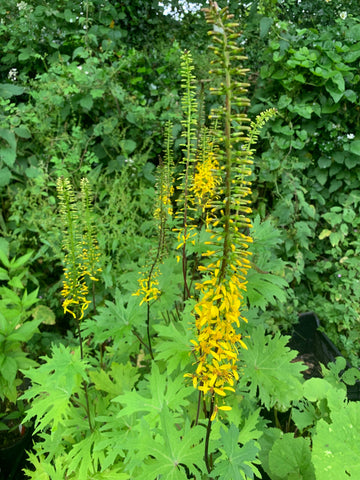 Ligularia Przewalskii Flower seeds for Planting Compact Growth Heirloom & GMO Free Seeds for Home Garden