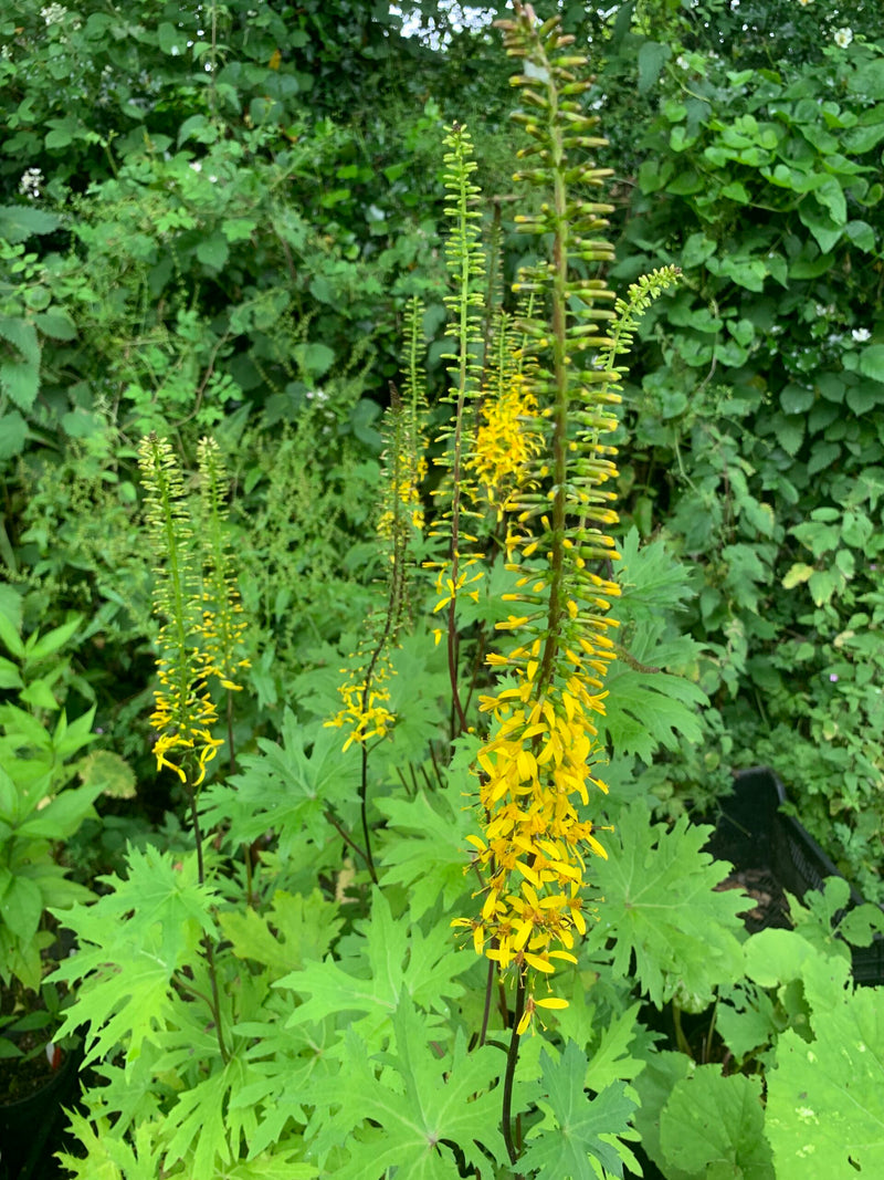 Ligularia Przewalskii Flower seeds for Planting Compact Growth Heirloom & GMO Free Seeds for Home Garden
