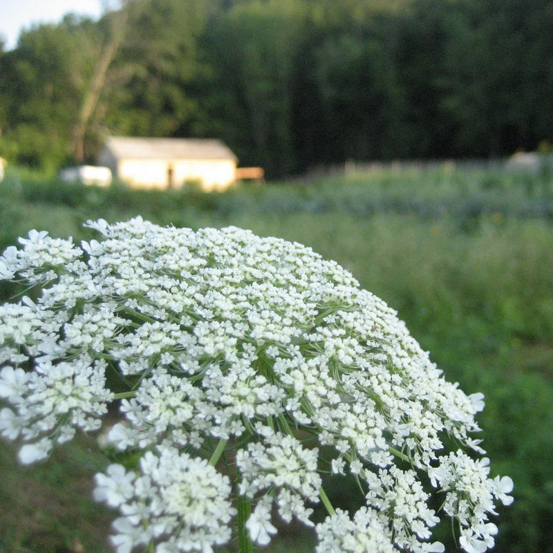 Bishop's Flower seeds for Planting Long Bloom Season Heirloom & GMO Free Seeds for Home Garden