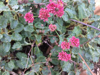 Eriogonum Grande Flower seeds for Planting, Pollinator Friendly Heirloom & GMO Free Seeds for Home Garden