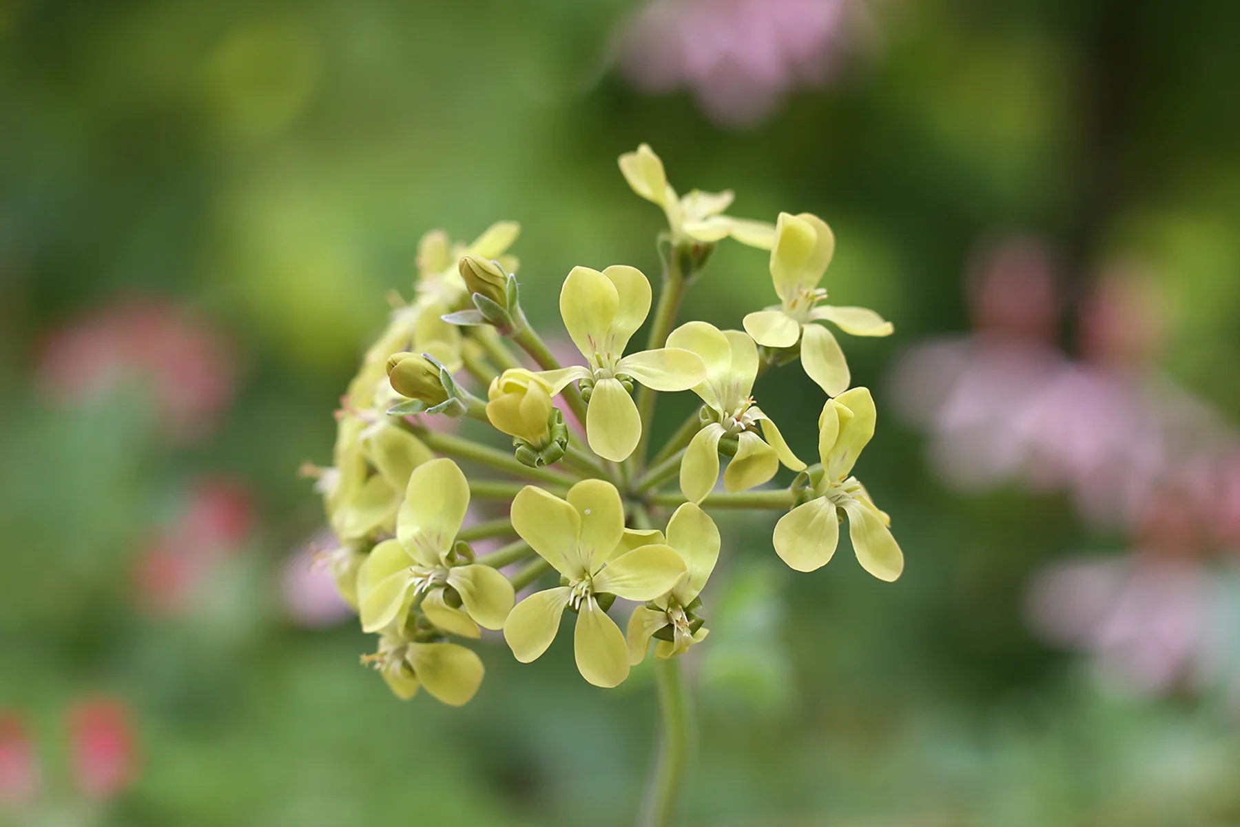 Green Pelargonium Flower Seeds for Planting Easy to Grow Heirloom & GMO Free Seeds for Home Garden
 
 Sale