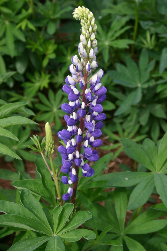 Russell Lupine Planting Seeds Collection