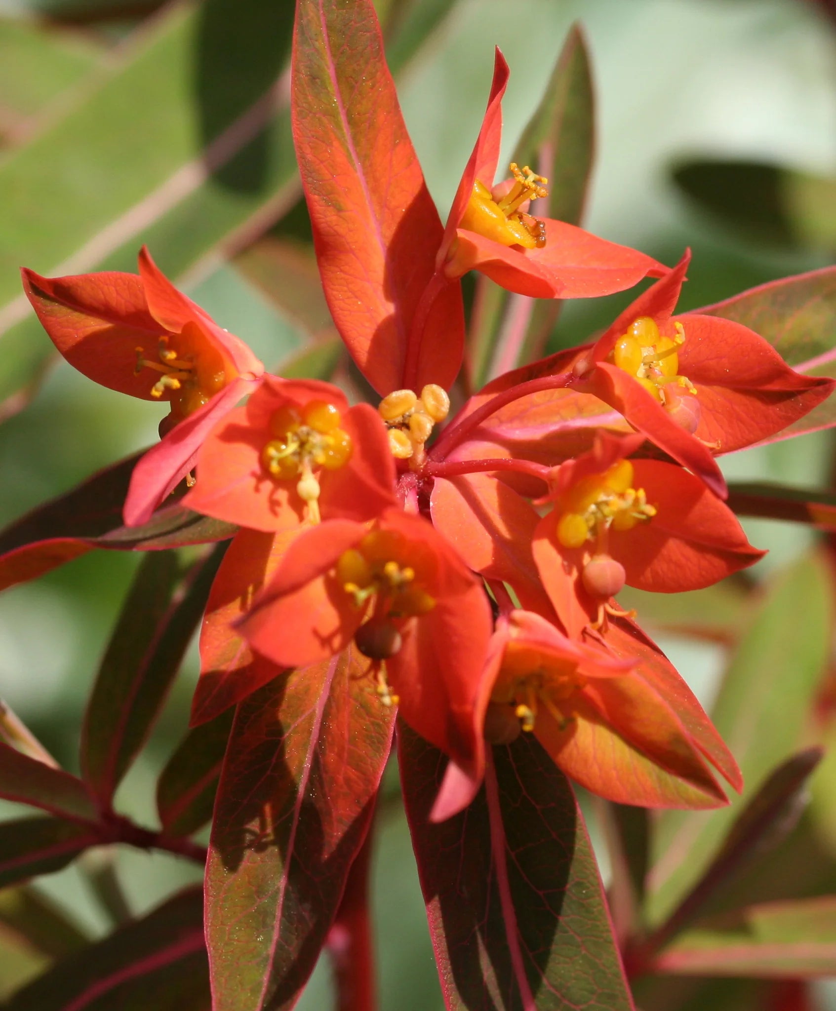 Euphorbia Griffithii Flower seeds for Planting - Seasonal Bloomer, Heirloom & GMO Free Seeds for Home Garden