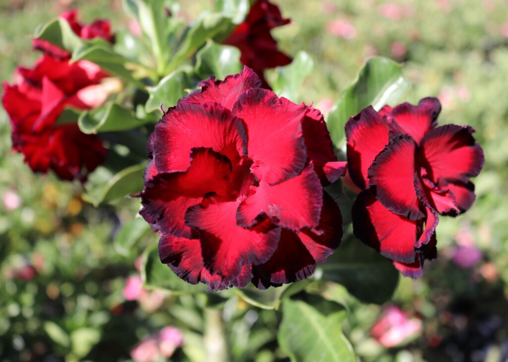 Adenium Desert Flower seeds for Planting - Easy to Grow, Heirloom & GMO Free Seeds for Home Garden