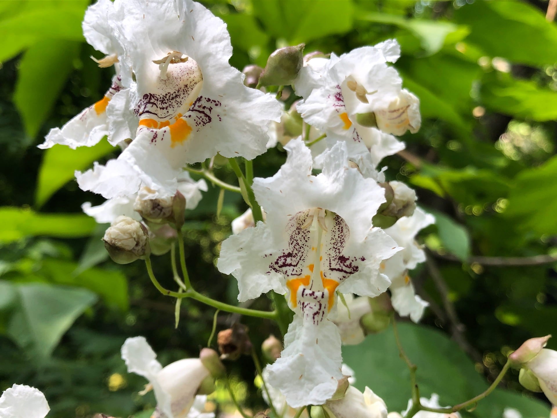 White Catalpa Flower seeds for Planting Drought Tolerant Heirloom & GMO Free Seeds for Home Garden 
 
 Sale