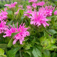 Lavender Monarda Flower seeds for Planting - Wildflower Mix, Heirloom & GMO Free Seeds for Home Garden