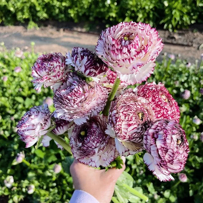 Brown Shade Japanese ranunculus Flower seeds for Planting - Fragrant Blossoms, Heirloom & GMO Free Seeds for Home Garden
