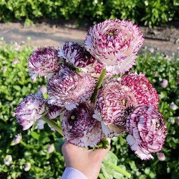 Brown Shade Japanese ranunculus Flower seeds for Planting - Fragrant Blossoms, Heirloom & GMO Free Seeds for Home Garden