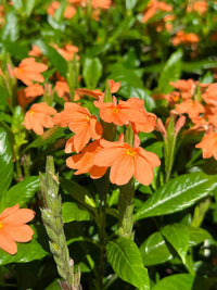 Firecracker Flower seeds for Planting - Vibrant Colors, Heirloom & GMO Free Seeds for Home Garden