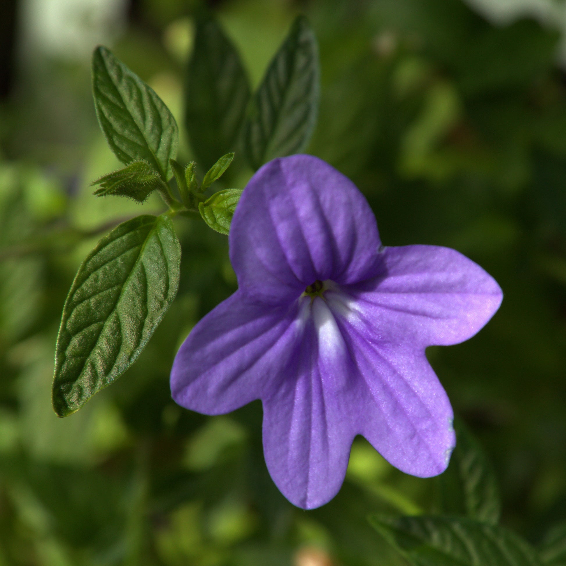 Violet Browallia Flower seeds for Planting - Seasonal Bloomer, Heirloom & GMO Free Seeds for Home Garden