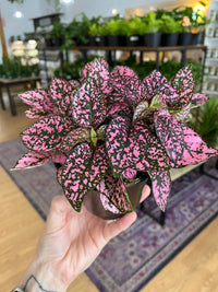 Pink Hypoestes Splash Flower seeds for Planting - Fragrant Blossoms, Heirloom & GMO Free Seeds for Home Garden