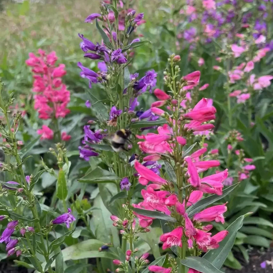 Mixed Penstemon Flower seeds for Planting - Cut Flower Favorite, Heirloom & GMO Free Seeds for Home Garden