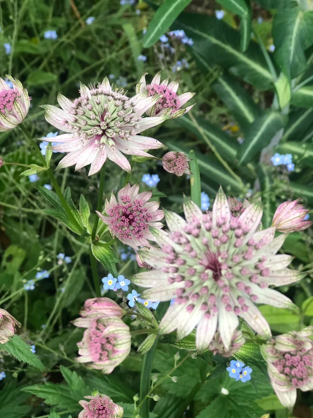 Mixed Astrantia Flower seeds for Planting - Shade Tolerant, Heirloom & GMO Free Seeds for Home Garden