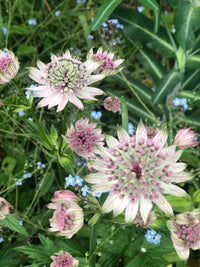 Masterwort Flower Seeds for Planting - Stunning Perennial Blooms