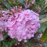 Luculia Gratissima Flower seeds for Planting Drought Tolerant Heirloom & GMO Free Seeds for Home Garden