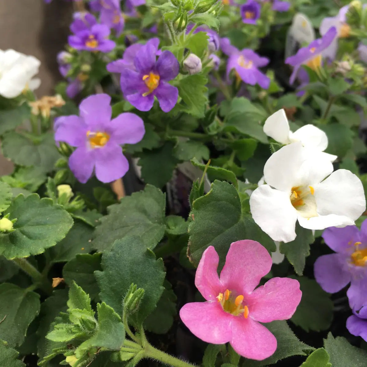Bacopa Blutopia Flower Seeds for Planting