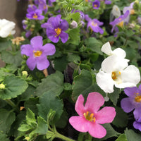 Bacopa Blutopia Flower Seeds for Planting